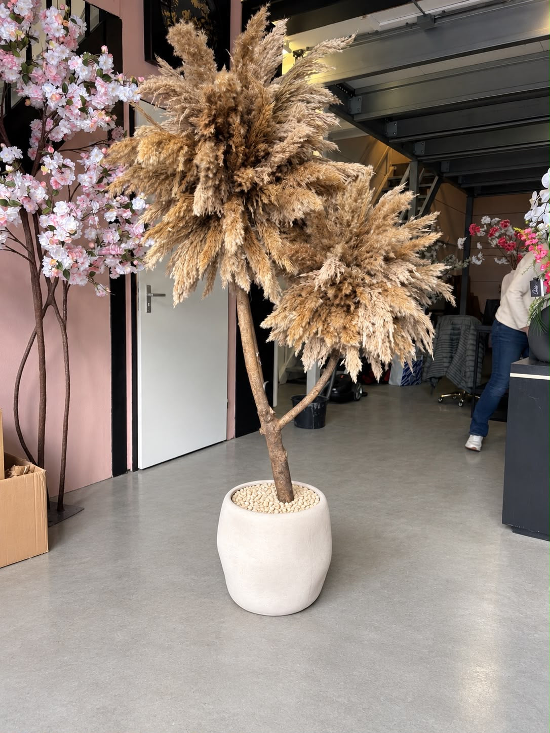 Pampas Bomen