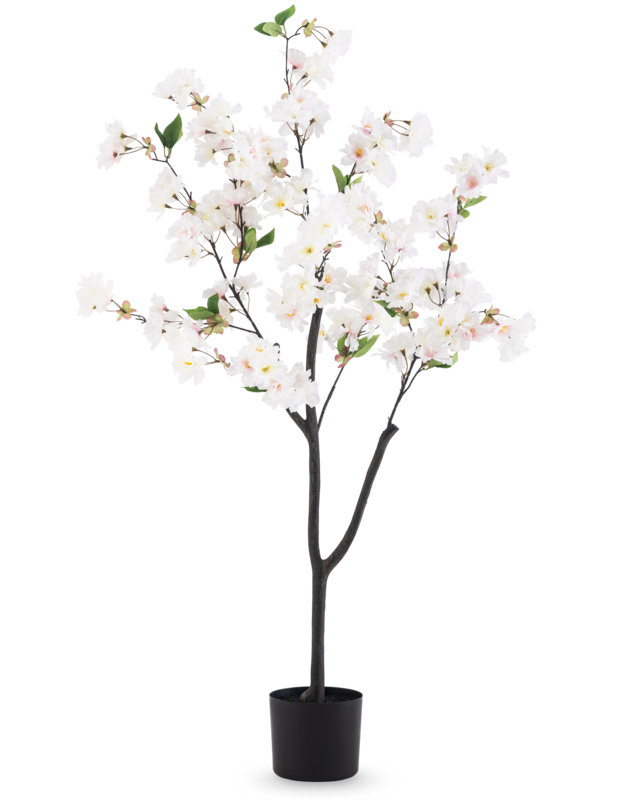 Witte Cherry Blossom bloesemboom van 120 cm met verfijnde witte bloemen, groene bladeren, vertakte donkere stam en zwarte pot.
